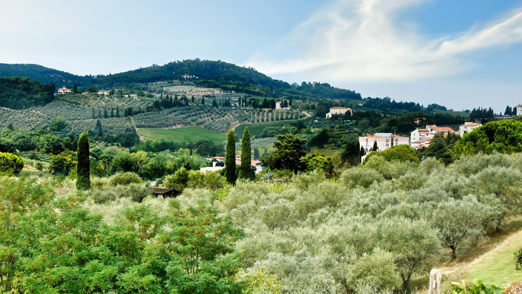 Soft rolling Tuscan countryside with olive groves in hazy light