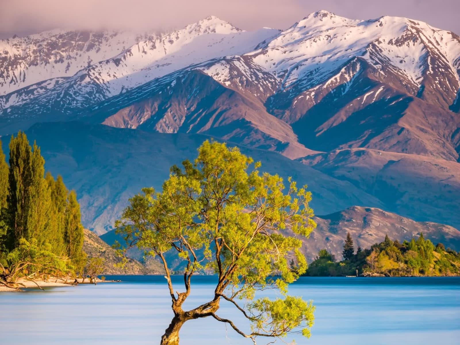 A lone tree standing in the mirror-still water of a lake at dawn, wrapped in soft mist.